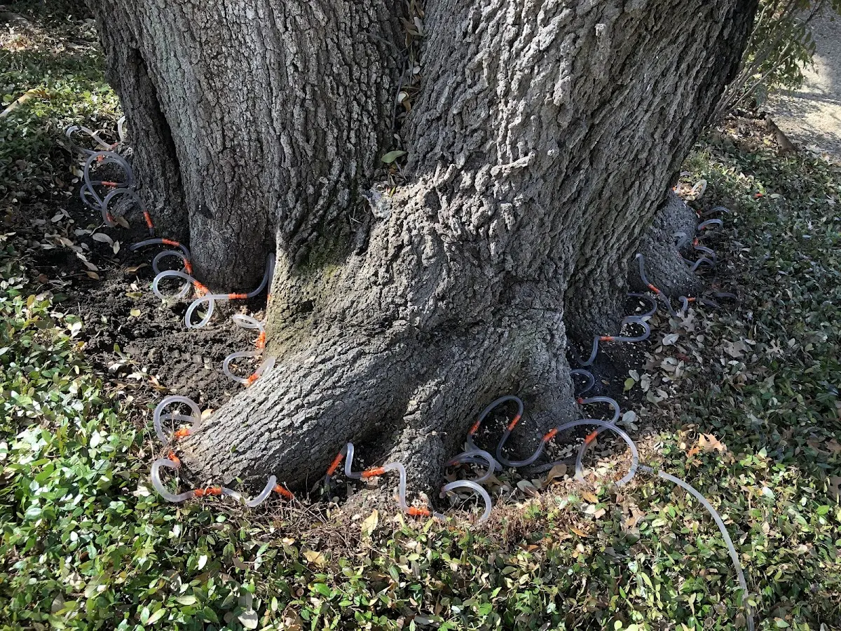 Detailed Tree Cabling and Bracing job site in Saint Benedict